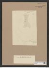 Diatomeae indet. Zeichnungen Sammlung Grunow Nr. 8467 (NHMW-BOT-W0377952)